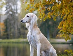 A Saluki