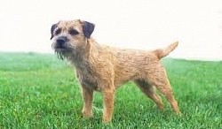 Boarder Terrier