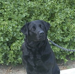 Black Labrador